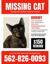 Lost Female Cat last seen Bixby and Long Beach Blvd at the Sunshine Motel, Long Beach, CA 90807