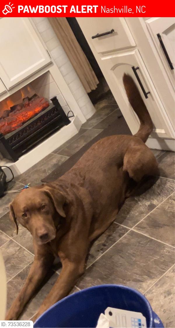 Lost Male Dog last seen Near womble rd Nashville nc 27856, Nashville, NC 27856