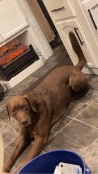 Lost Male Dog last seen Near womble rd Nashville nc 27856, Nashville, NC 27856