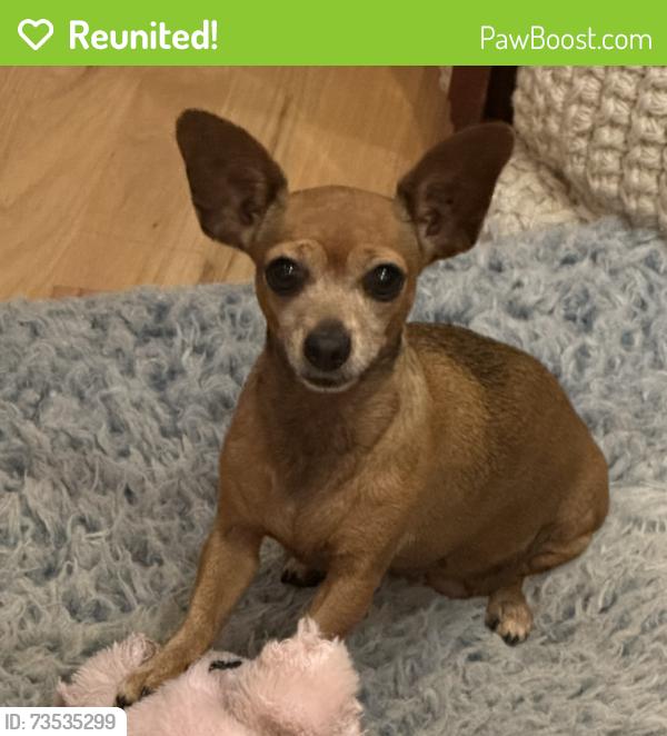 Reunited Female Dog last seen Behind Ron Ehmann park- 95 Ave and Killian, Miami, FL 33176