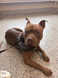 Found/Stray Male Dog last seen Red rock canon trail head, Colorado Springs, CO 80904