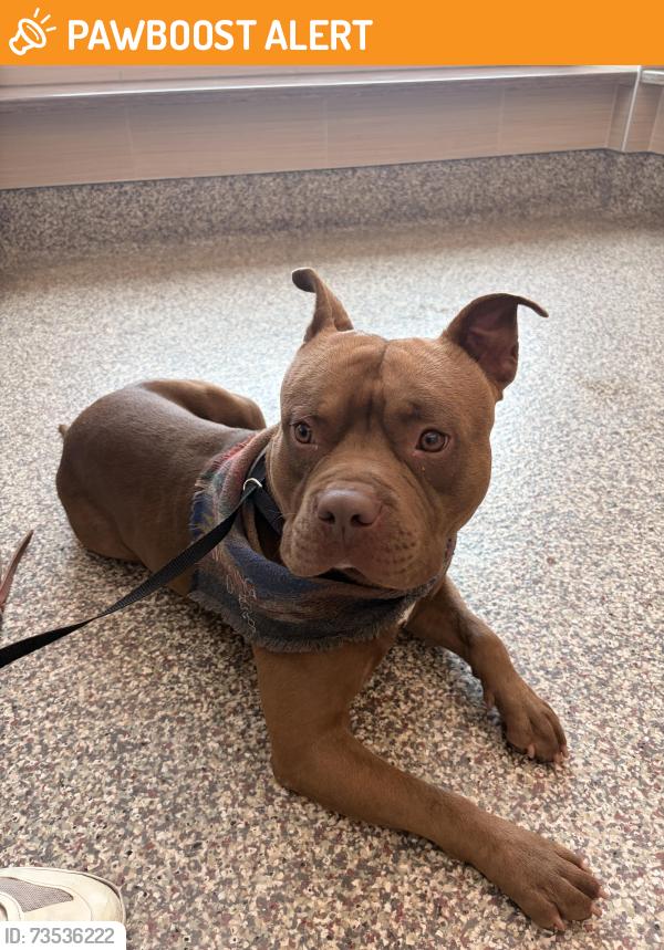 Found/Stray Male Dog last seen Red rock canon trail head, Colorado Springs, CO 80904