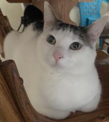 Lost Female Cat last seen Walker Ave and Robinson Ave, Streamwood, IL 60107