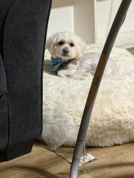 Lost Female Dog last seen Mt Vernon. And Niles, Bakersfield, CA 93305