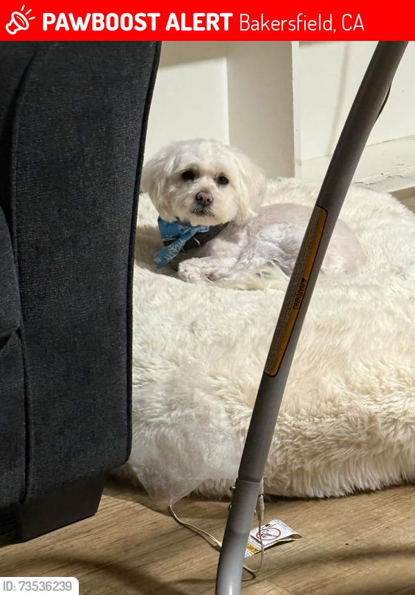 Lost Female Dog last seen Mt Vernon. And Niles, Bakersfield, CA 93305