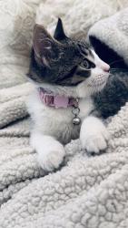 Found/Stray Female Cat last seen Jefferson, St. Louis, MO 63104