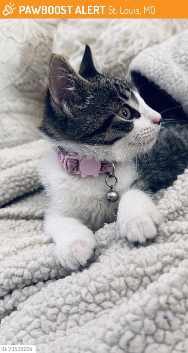 Found/Stray Female Cat last seen Jefferson, St. Louis, MO 63104