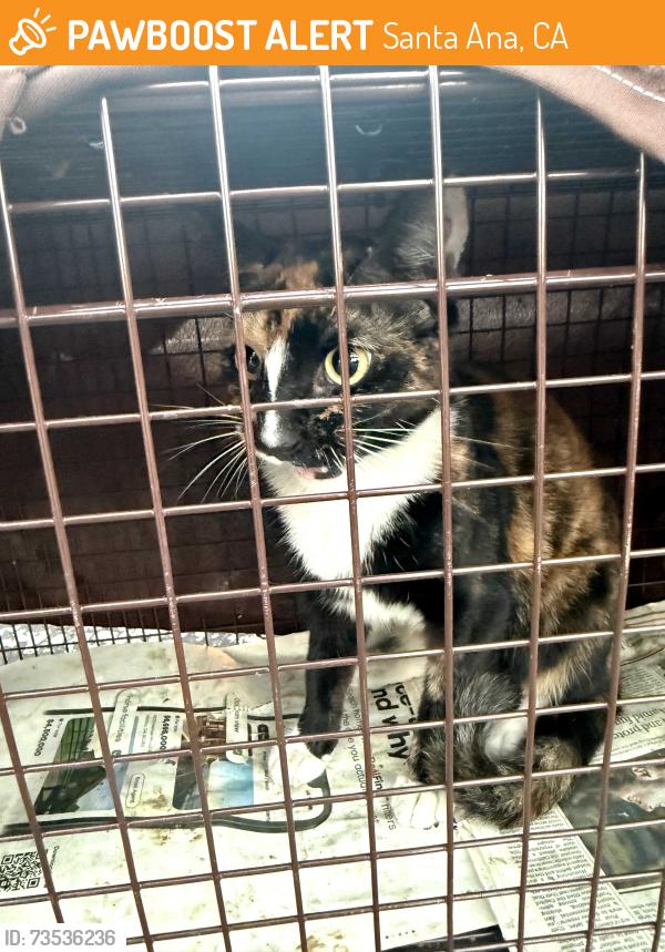 Found/Stray Female Cat last seen Industrial area, Santa Ana, CA 92701