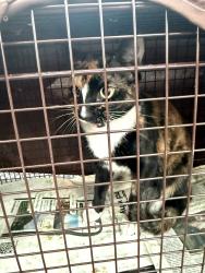 Found/Stray Female Cat last seen Industrial area, Santa Ana, CA 92701