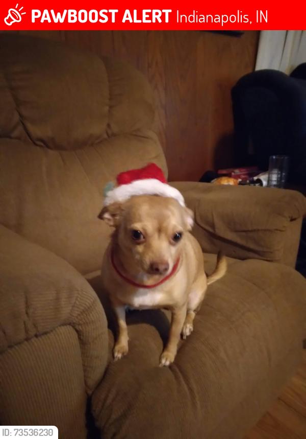 Lost Female Dog last seen Forest Manor Park, Indianapolis, IN 46218
