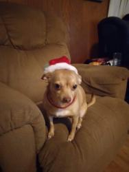Lost Female Dog last seen Forest Manor Park, Indianapolis, IN 46218