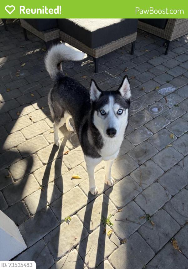 Reunited Female Dog last seen Near Block of E. Lemon St., Lancaster, PA 17604