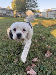 Found/Stray Male Dog last seen Leemont area Raymary Dr Andalee Dr, Louisville, KY 40272