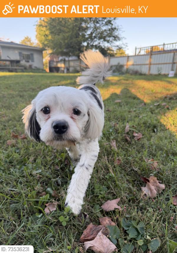 Found/Stray Male Dog last seen Leemont area Raymary Dr Andalee Dr, Louisville, KY 40272
