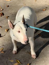 Found/Stray Unknown Dog last seen Victoria and gravely, Vancouver, BC 