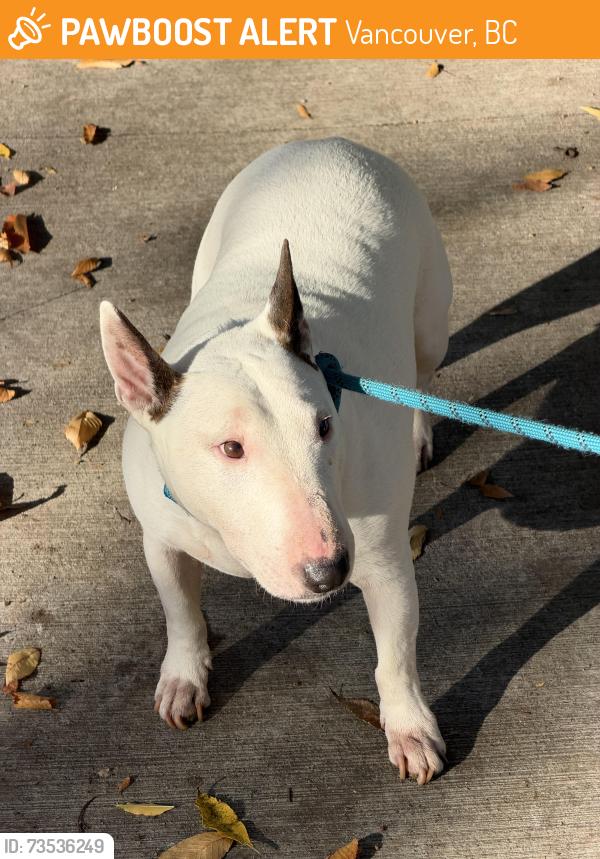 Found/Stray Unknown Dog last seen Victoria and gravely, Vancouver, BC 