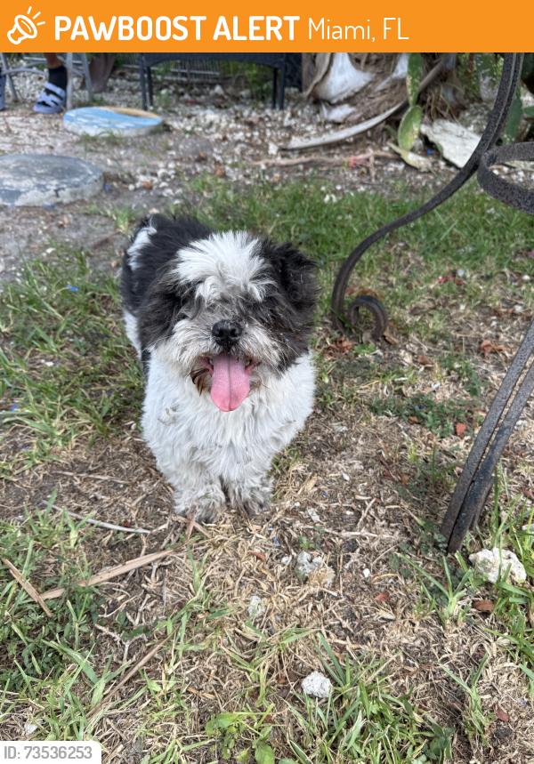 Found/Stray Male Dog last seen Outside if walmart, Miami, FL 33189