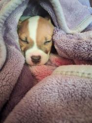 Lost Male Dog last seen Food lion parking lot, Fayetteville, NC 28304