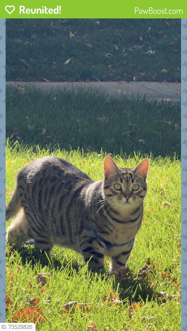 Reunited Male Cat last seen Near Nelson Road, Longmont, CO 80503
