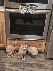 Reunited Male Cat last seen W 67th pl and Webster st Arvada, Arvada, CO 80003
