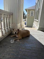Found/Stray Female Dog last seen Ogden, Ashby pl, San Antonio, TX 78212
