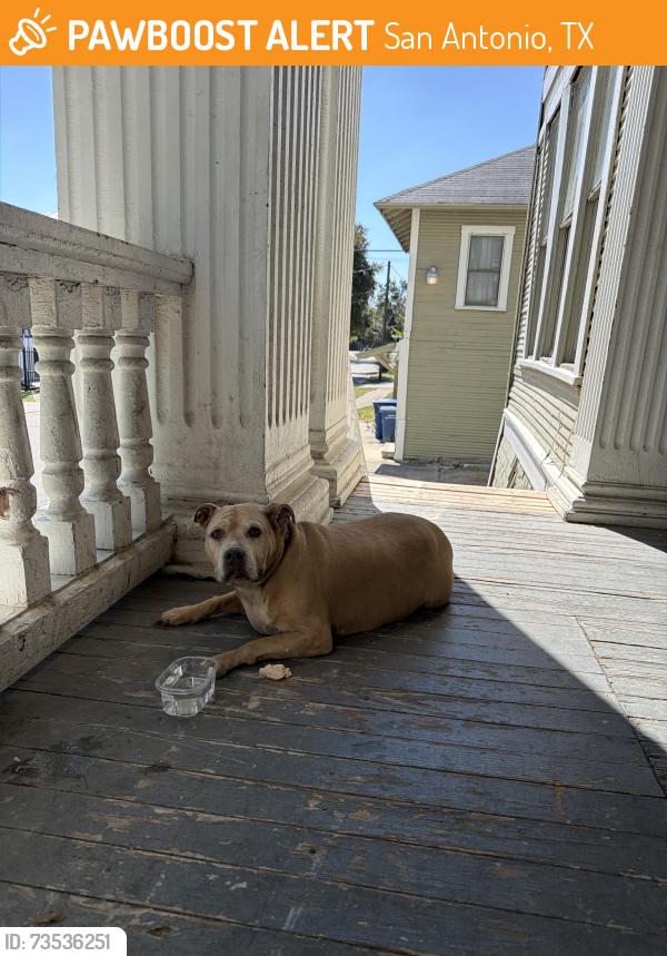 Found/Stray Female Dog last seen Ogden, Ashby pl, San Antonio, TX 78212
