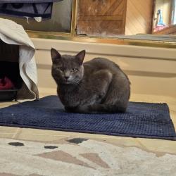 Found/Stray Male Cat last seen Wellington St W and Elizabeth, Brampton, ON 