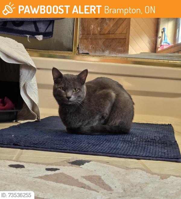 Found/Stray Male Cat last seen Wellington St W and Elizabeth, Brampton, ON 