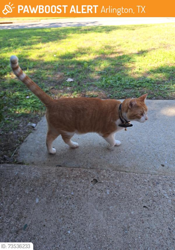 Found/Stray Male Cat last seen arkansas and woodside, Arlington, TX 76016