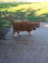 Found/Stray Male Cat last seen arkansas and woodside, Arlington, TX 76016