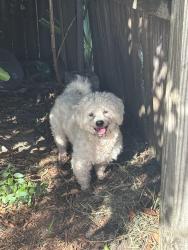 Reunited Male Dog last seen Meadowlawn, St. Petersburg, FL 33702