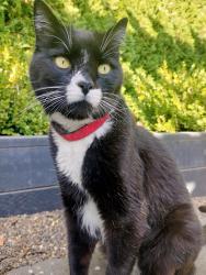 Lost Male Cat last seen Near NW Laurel Ave, Dundee oregon, Dundee, OR 97115