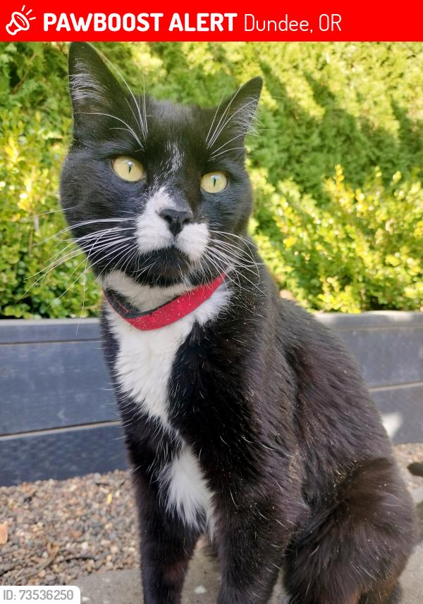 Lost Male Cat last seen Near NW Laurel Ave, Dundee oregon, Dundee, OR 97115
