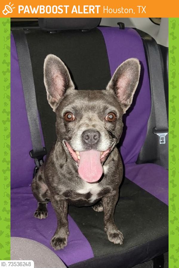 Found/Stray Male Dog last seen Mobud at Bintliff, Houston, TX 77074