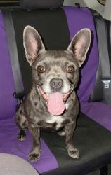 Found/Stray Male Dog last seen Mobud at Bintliff, Houston, TX 77074