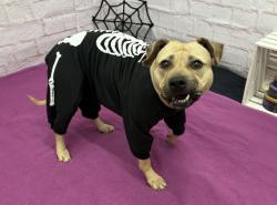 Shelter Stray Female Dog last seen Near BLOCK EWALD CIR, DETROIT MI 48204, 1431 E Ferry St, Detroit, MI 48211, USA