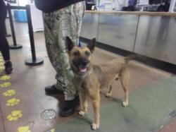 Shelter Stray Female Dog last seen , 14409 Vanowen St, Van Nuys, CA 91405, USA