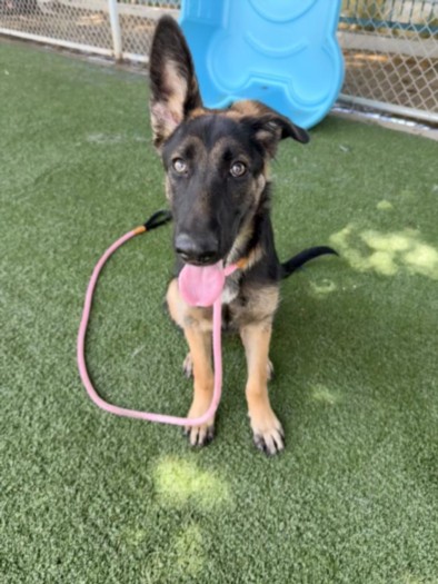 Shelter Stray Female Dog last seen , 14409 Vanowen St, Van Nuys, CA 91405, USA