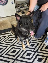 Found/Stray Male Dog last seen Highland View ct/ Keaton Chase, Fleming Island, FL 32003