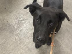 Shelter Stray Male Dog last seen , 14409 Vanowen St, Van Nuys, CA 91405, USA