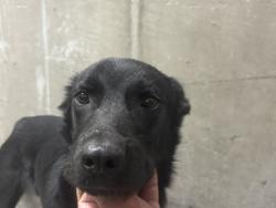 Shelter Stray Male Dog last seen , 14409 Vanowen St, Van Nuys, CA 91405, USA