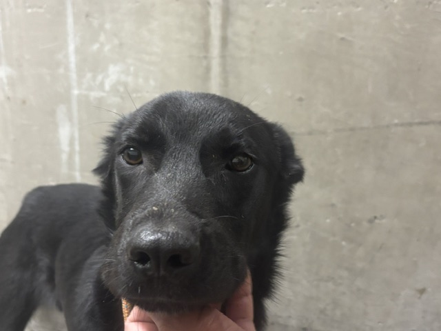 Shelter Stray Male Dog last seen , 14409 Vanowen St, Van Nuys, CA 91405, USA