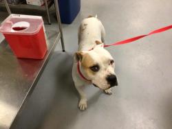 Shelter Stray Female Dog last seen Near BLOCK CRISTOBAL AVE, HEMET, CA, 581 S Grand Ave, San Jacinto, CA 92582, USA