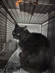 Shelter Stray Male Cat last seen , West Valley Animal Shelter, 20655 Plummer St, Chatsworth, CA 91311, USA