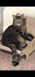 Reunited Male Cat last seen the overlook, Falling Waters, WV 25419