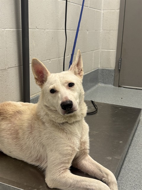 Shelter Stray Female Dog last seen Near, 5001 E Raymond St, Indianapolis, IN 46203, USA