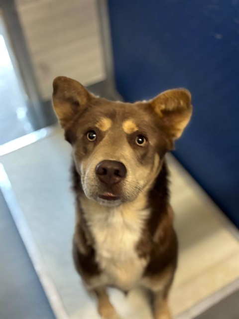 Shelter Stray Male Dog last seen Near BLOCK AVE 192, TULARE, CA, Visalia, CA 93292, USA