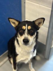 Shelter Stray Female Dog last seen Near BLOCK AVE 192, TULARE, CA, Visalia, CA 93292, USA