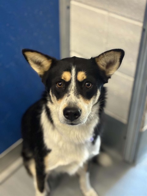 Shelter Stray Female Dog last seen Near BLOCK AVE 192, TULARE, CA, Visalia, CA 93292, USA