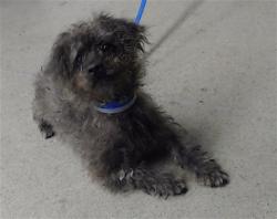 Shelter Stray Male Dog last seen CESAR CHAVEZ@HARRISON, 1419 Bryant St, San Francisco, CA 94103, USA